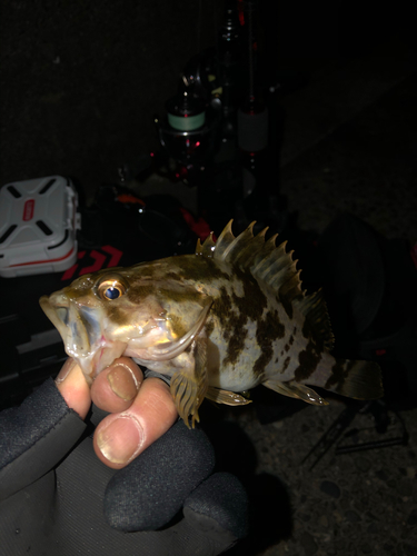 タケノコメバルの釣果