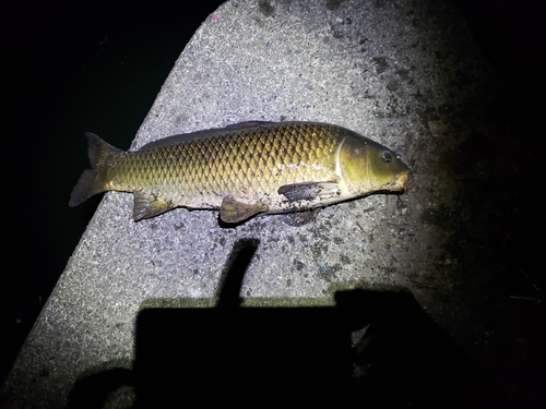 コイの釣果