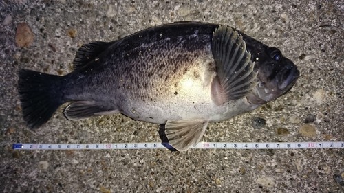 クロソイの釣果