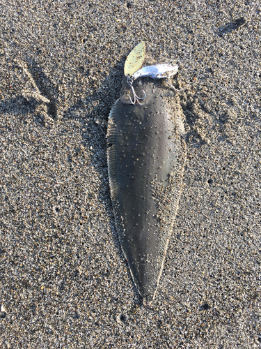 シタビラメの釣果