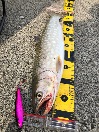 ウミアメの釣果