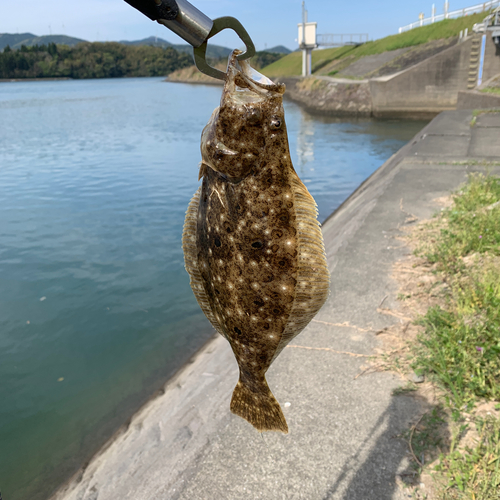 ヒラメの釣果