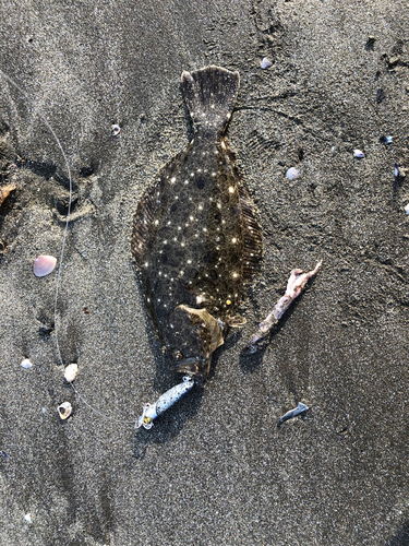 ヒラメの釣果