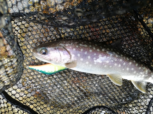 イワナの釣果