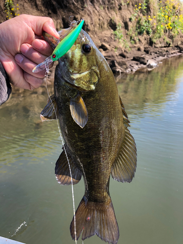 スモールマウスバスの釣果