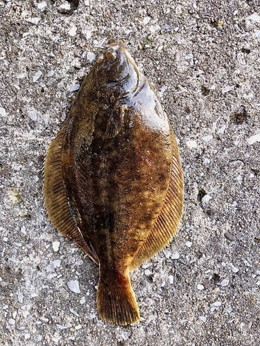 カレイの釣果