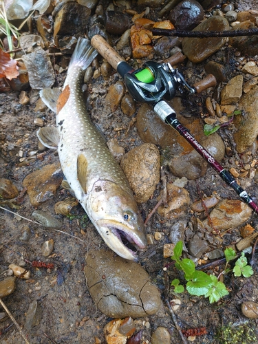 イワナの釣果