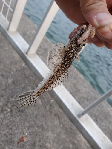 ネズミゴチの釣果