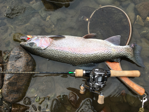 ニジマスの釣果