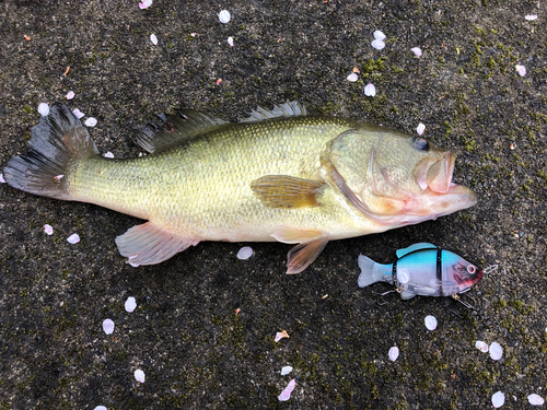 ブラックバスの釣果