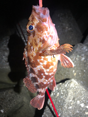 カサゴの釣果