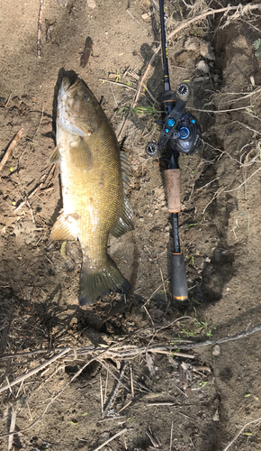 スモールマウスバスの釣果