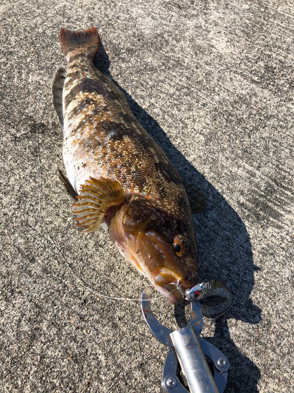 アイナメ