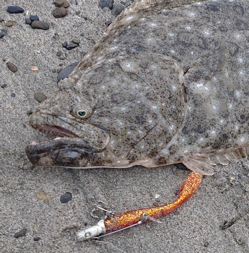 ヒラメの釣果