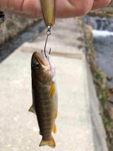 ニッコウイワナの釣果