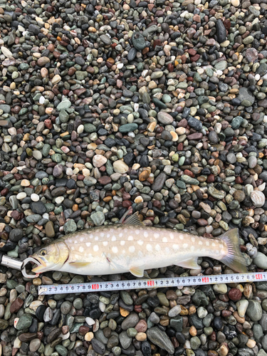 アメマスの釣果