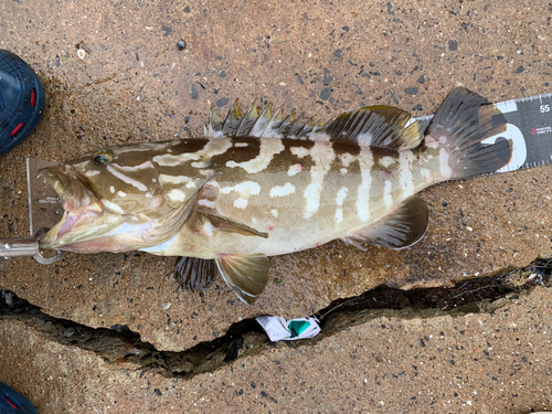 アラの釣果