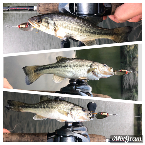 ブラックバスの釣果