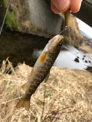 ニッコウイワナの釣果