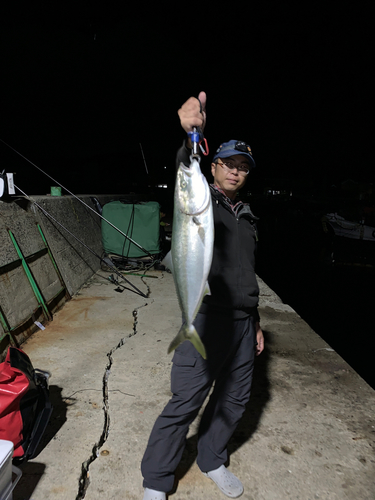 ヤズの釣果