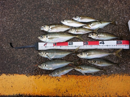 アジの釣果