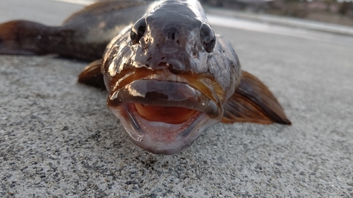 アイナメの釣果