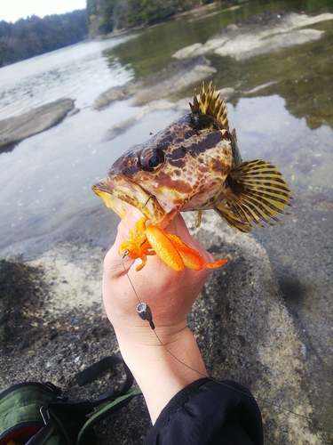 タケノコメバルの釣果