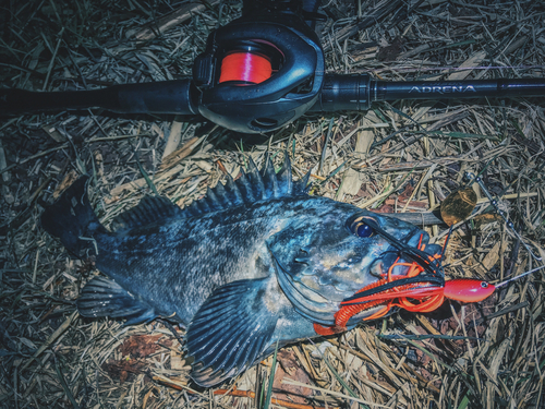 クロソイの釣果