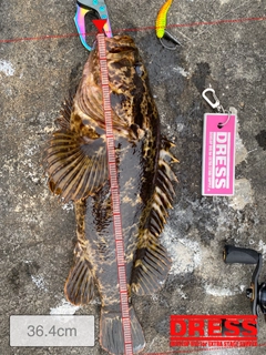 タケノコメバルの釣果