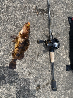 タケノコメバルの釣果