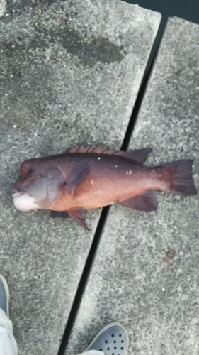 カンダイの釣果