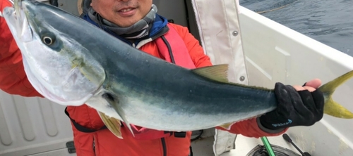 ハマチの釣果