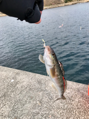 ホッケの釣果