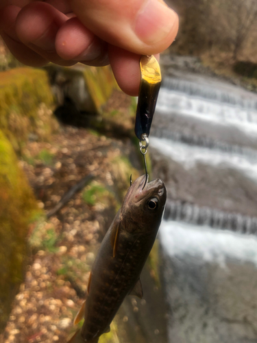 ニッコウイワナの釣果