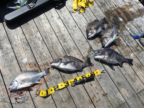 チヌの釣果