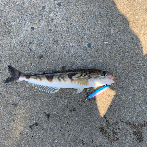 ホッケの釣果