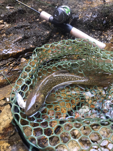 イワナの釣果