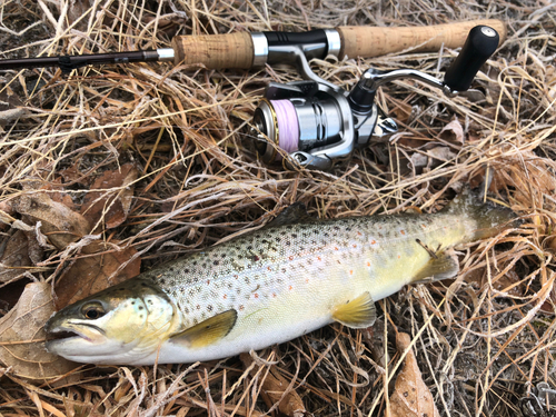 ブラウントラウトの釣果