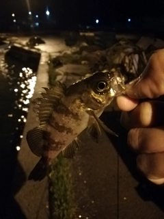 メバルの釣果