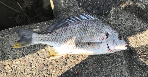 キビレの釣果