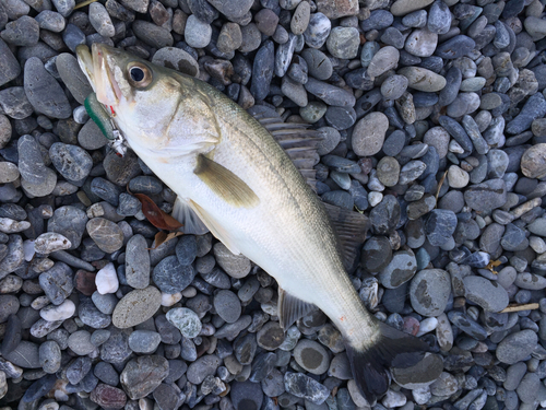 マルスズキの釣果