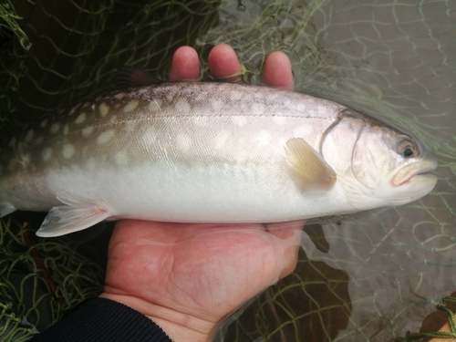 アメマスの釣果