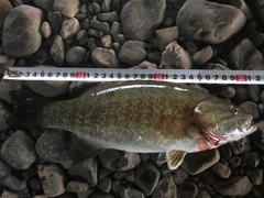 スモールマウスバスの釣果