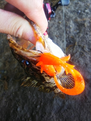 タケノコメバルの釣果