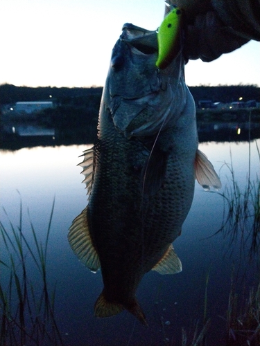 ブラックバスの釣果