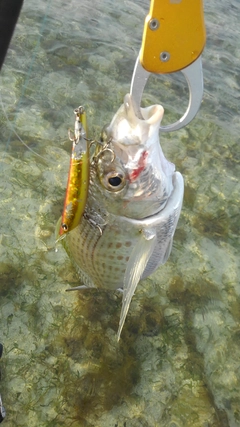 ツッパリサギの釣果