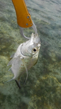 ツッパリサギの釣果