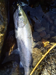 サクラマスの釣果