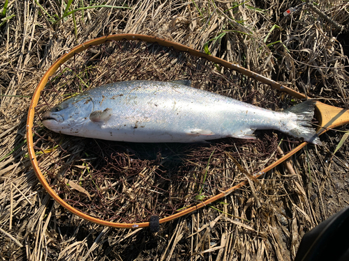 サクラマスの釣果