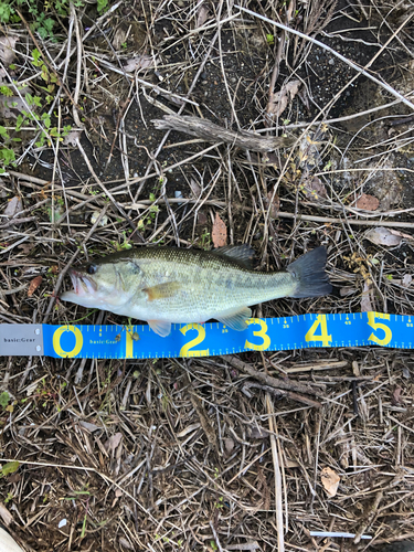 ブラックバスの釣果